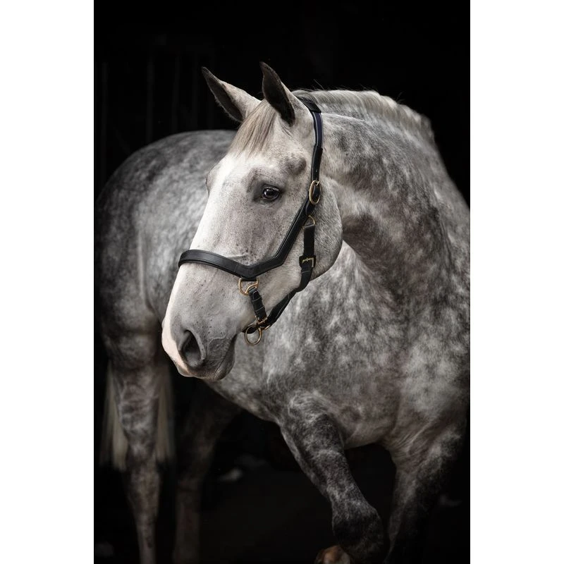 Rambo Micklem Halter - Black 3 Rambo Micklem Halter - Black