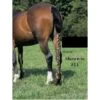 Jammies Three Piece Tail Wrap - Black -Equestrian Supplies 405717 800 800