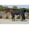 Kensington Signature Heavy Weight Turnout - Black -Equestrian Supplies 480325 800 800