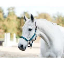 Perri's Ribbon Safety Halter - Navy Jump Horse -Equestrian Supplies 502294 800 800