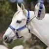 Kensington Premium Breakaway Halter - Kentucky Blue 2 Kensington Premium Breakaway Halter - Kentucky Blue -Equestrian Supplies 506018 800 800