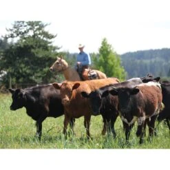 Toklat RanchBoss Western Fleece Cinch - Brown -Equestrian Supplies 547719 800 800