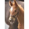 Blenheim Leather Foal Slip - Havana 2 Blenheim Leather Foal Slip - Havana -Equestrian Supplies 554533 800 800