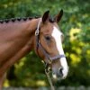 Black Oak Pine Halter -Equestrian Supplies BlackOakPineHalter