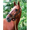 Black Oak Willow Halter -Equestrian Supplies BlackOakWillowHalter