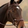 KL Select Tucson Bridle -Equestrian Supplies JW304373 1 683x1024 1