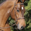 Arc De Triomphe Tribute Bridle With Raised Fancy Laced Reins -Equestrian Supplies Tribute Bridle w Raised Fancy Laced Reins