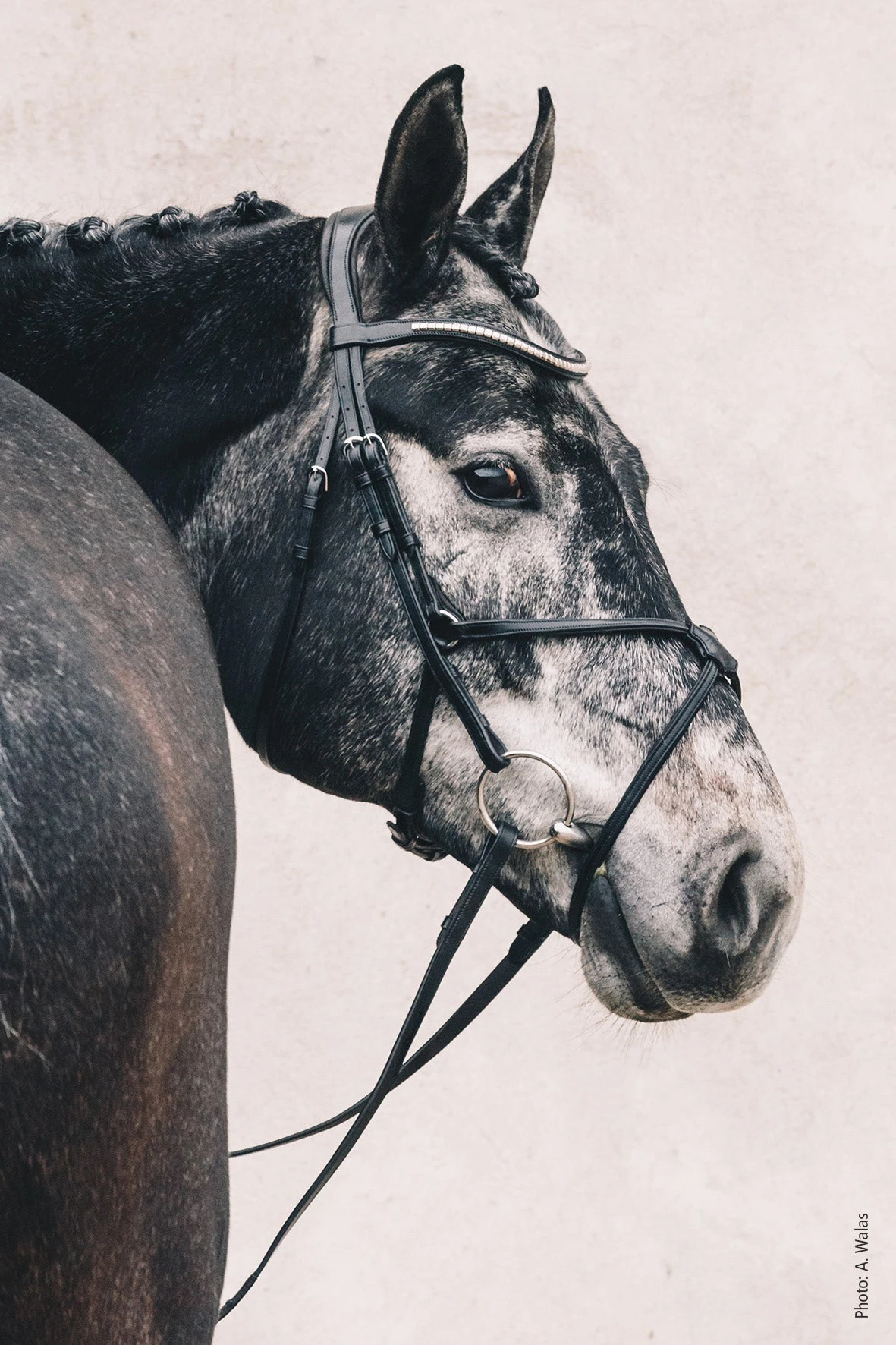 Schockemohle Rio Select Anatomical Bridle 6 Schockemohle Rio Select Anatomical Bridle - Image 4