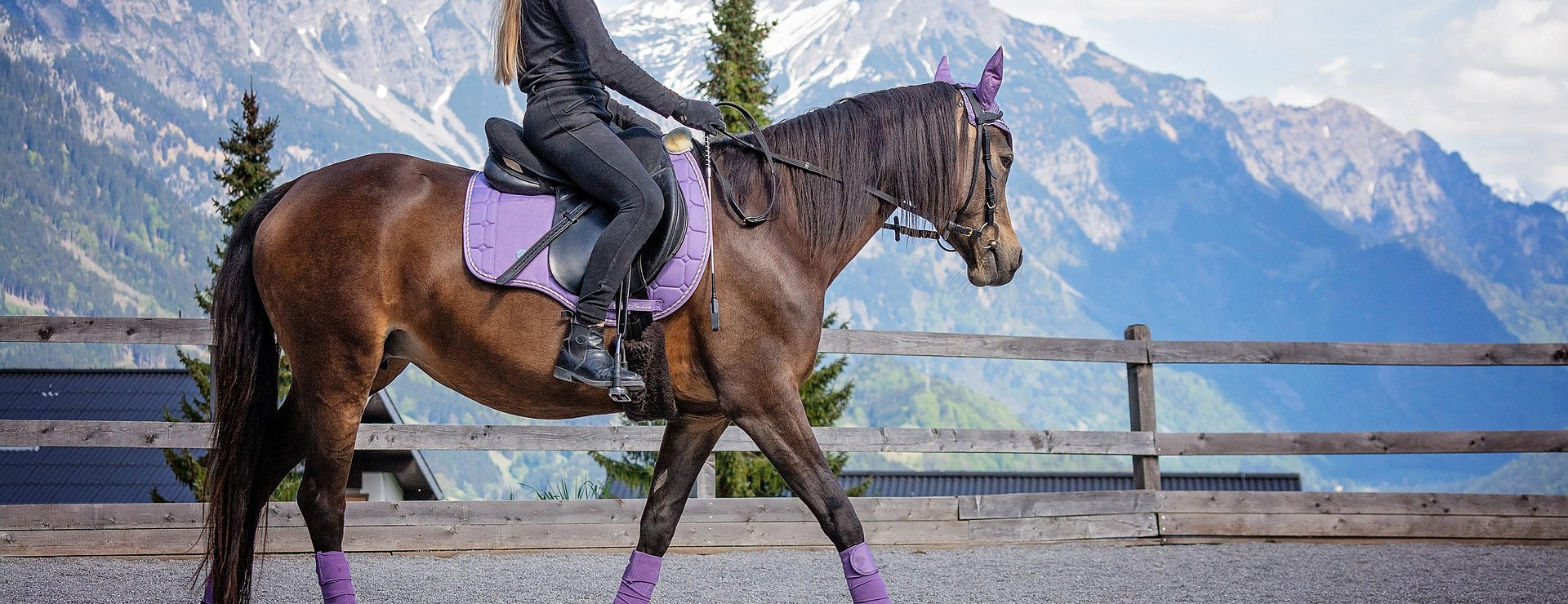 Equestrian Supplies -Equestrian Supplies horse 6123173 1920